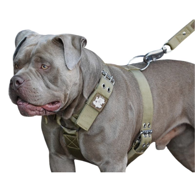 bulldog-strong-dog-harness  