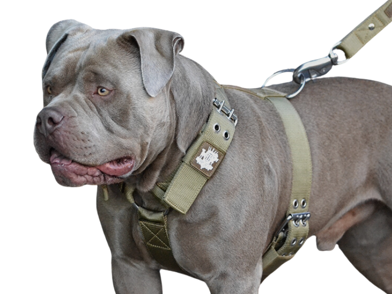 Best harness for bully breeds best sale