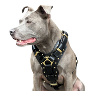 bully breed dog harness