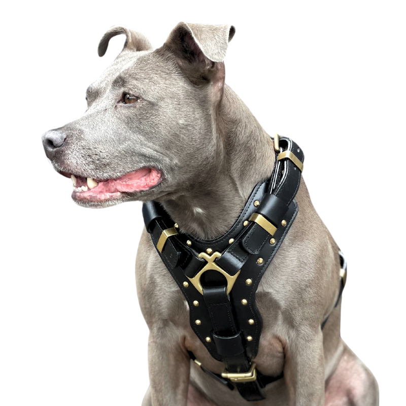 Leather Dog Harness Black Brass Adjustable Padded – Rogue