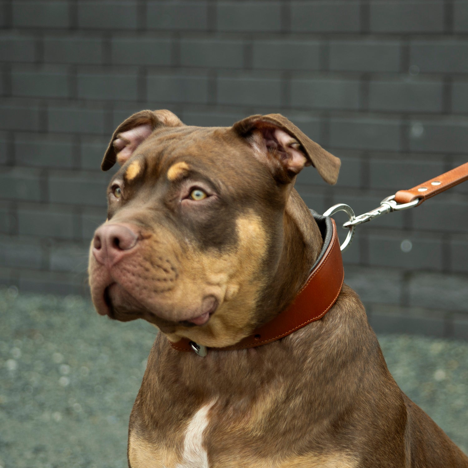 Hand Made Leather Dog Collar - Classic Brown and Chrome (Wide Fit)