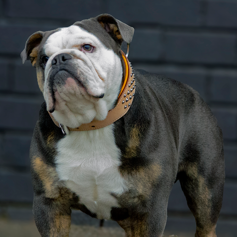 Wide Handmade Leather Collars