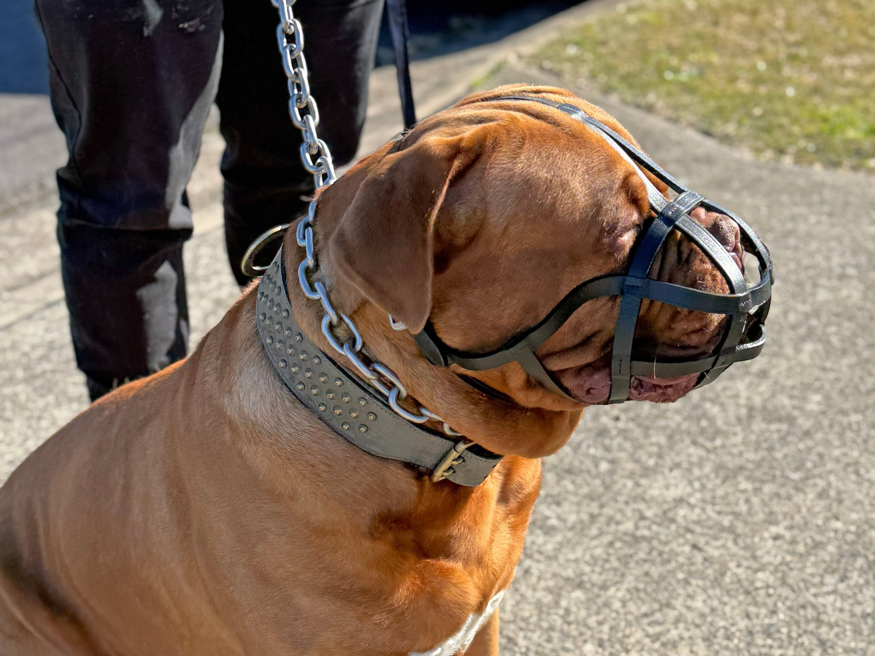 Dog Muzzles from Rogue Royalty