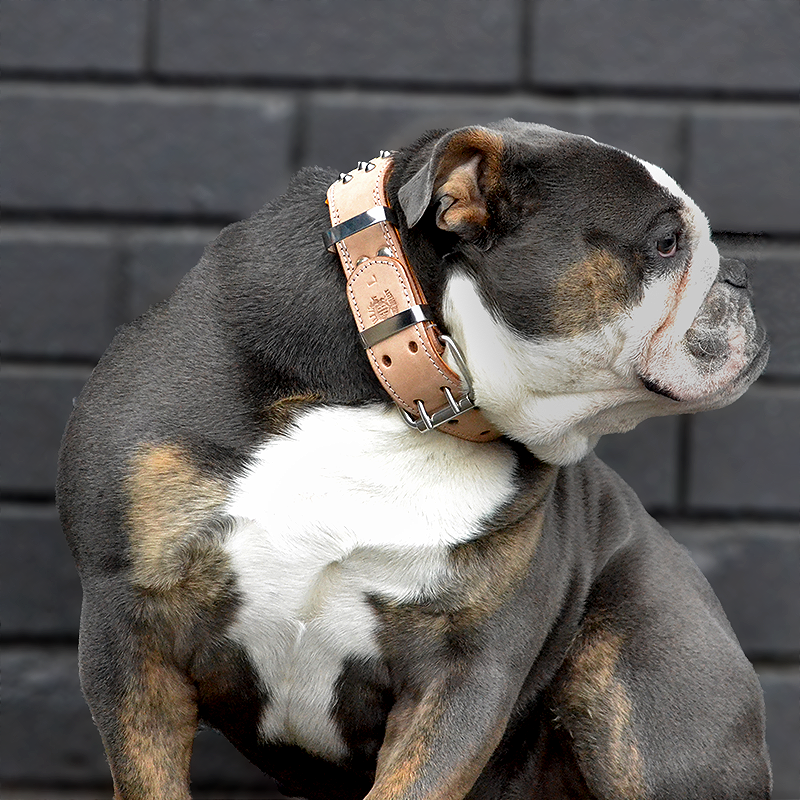 English bulldog collars best sale