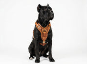 Leather Dog Harness - "Attila" Brown/Brass