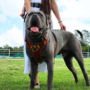 Leather Dog Harness - "Attila" Brown/Brass