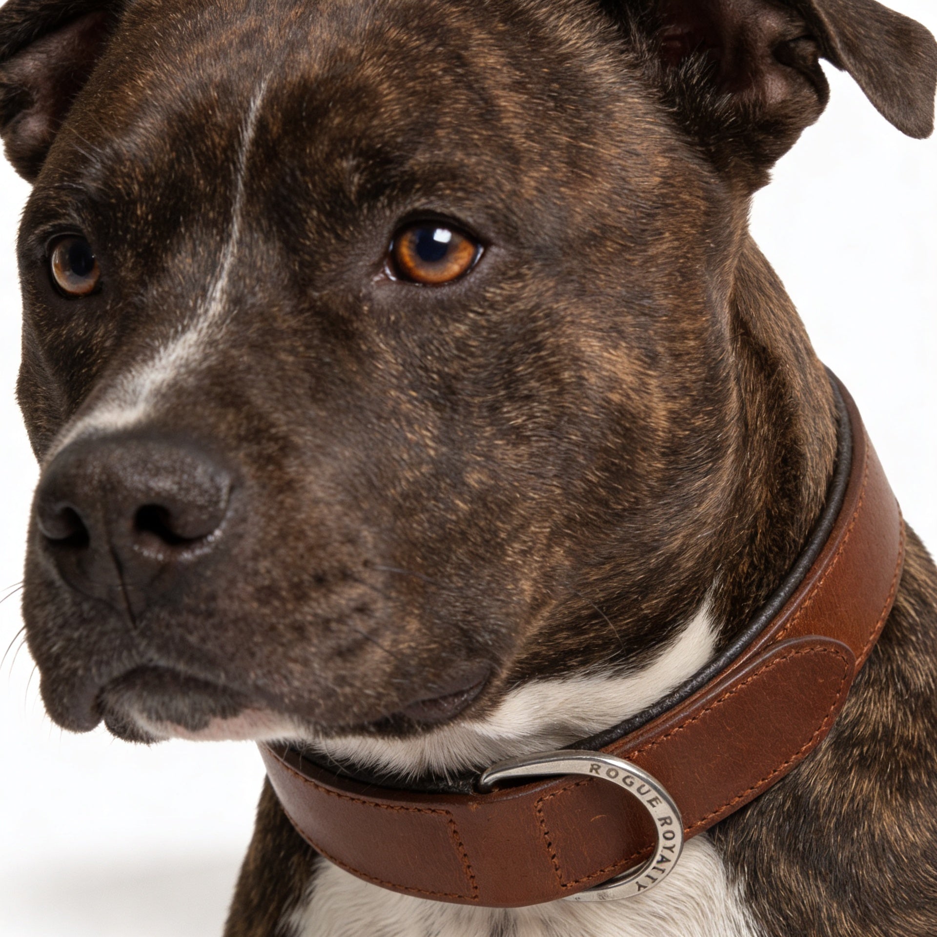 Hand Made Leather Dog Collar- Classic Brown & Chrome (Regular Fit)