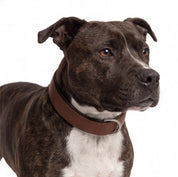 Hand Made Leather Dog Collar- Classic Brown & Chrome (Regular Fit)