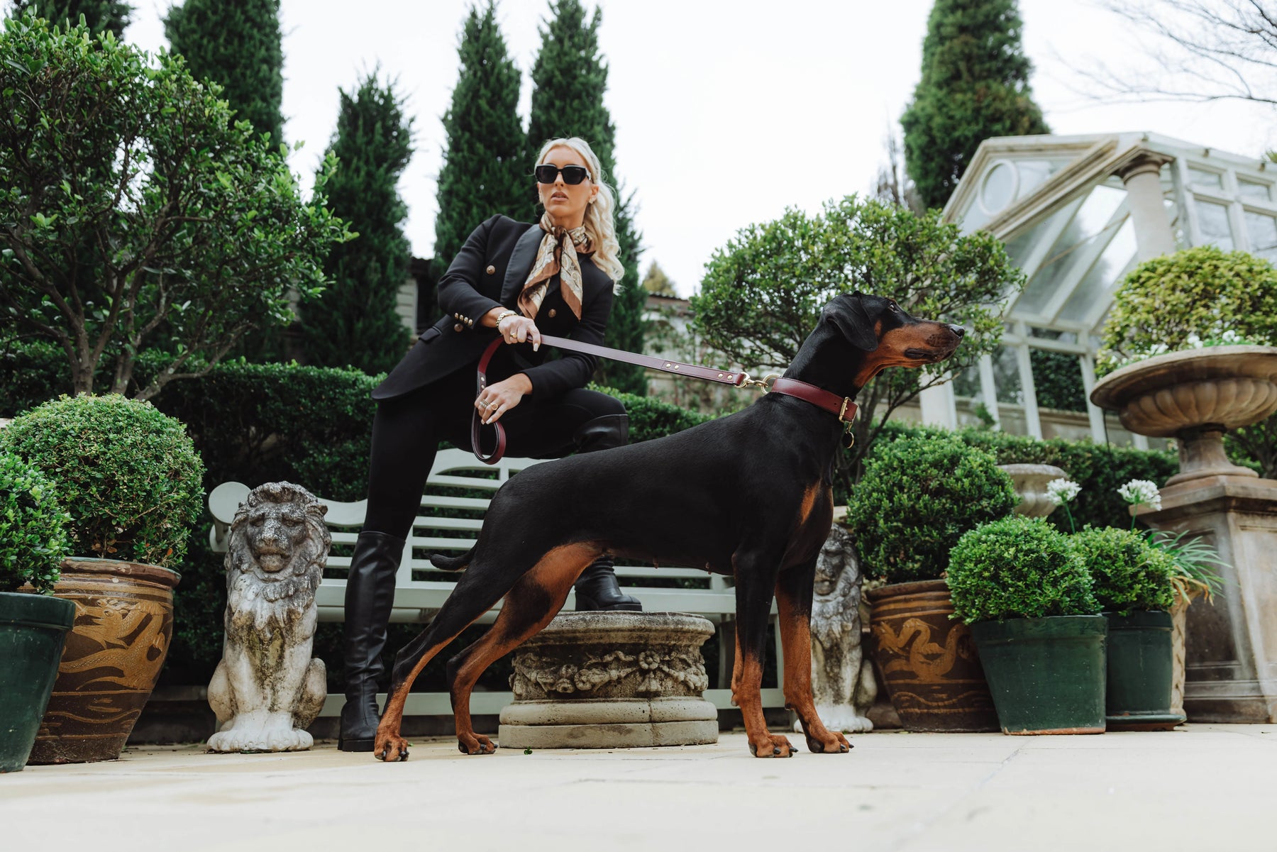 Regular fit dog collars from Rogue Royalty
