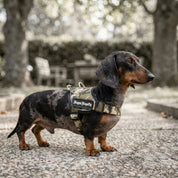 Quick Fit Harness - Camoflague