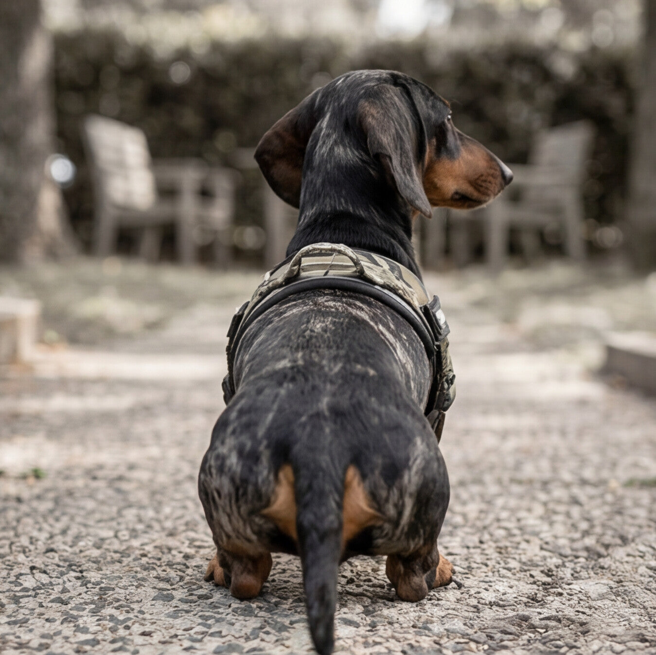 Quick Fit Harness - Camoflague