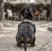 Quick Fit Harness - Camoflague
