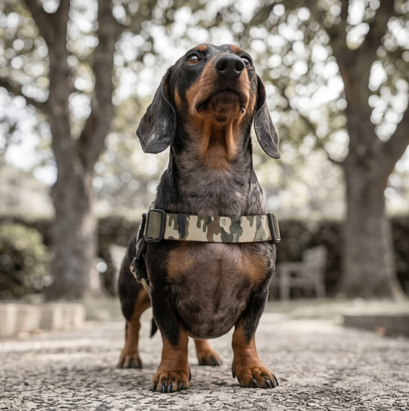 Quick Fit Harness - Camoflague