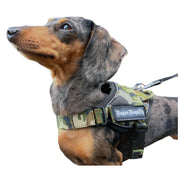 daschshund-dog-harness