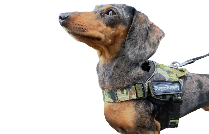 Puppy Harness - Quick Fit Camo