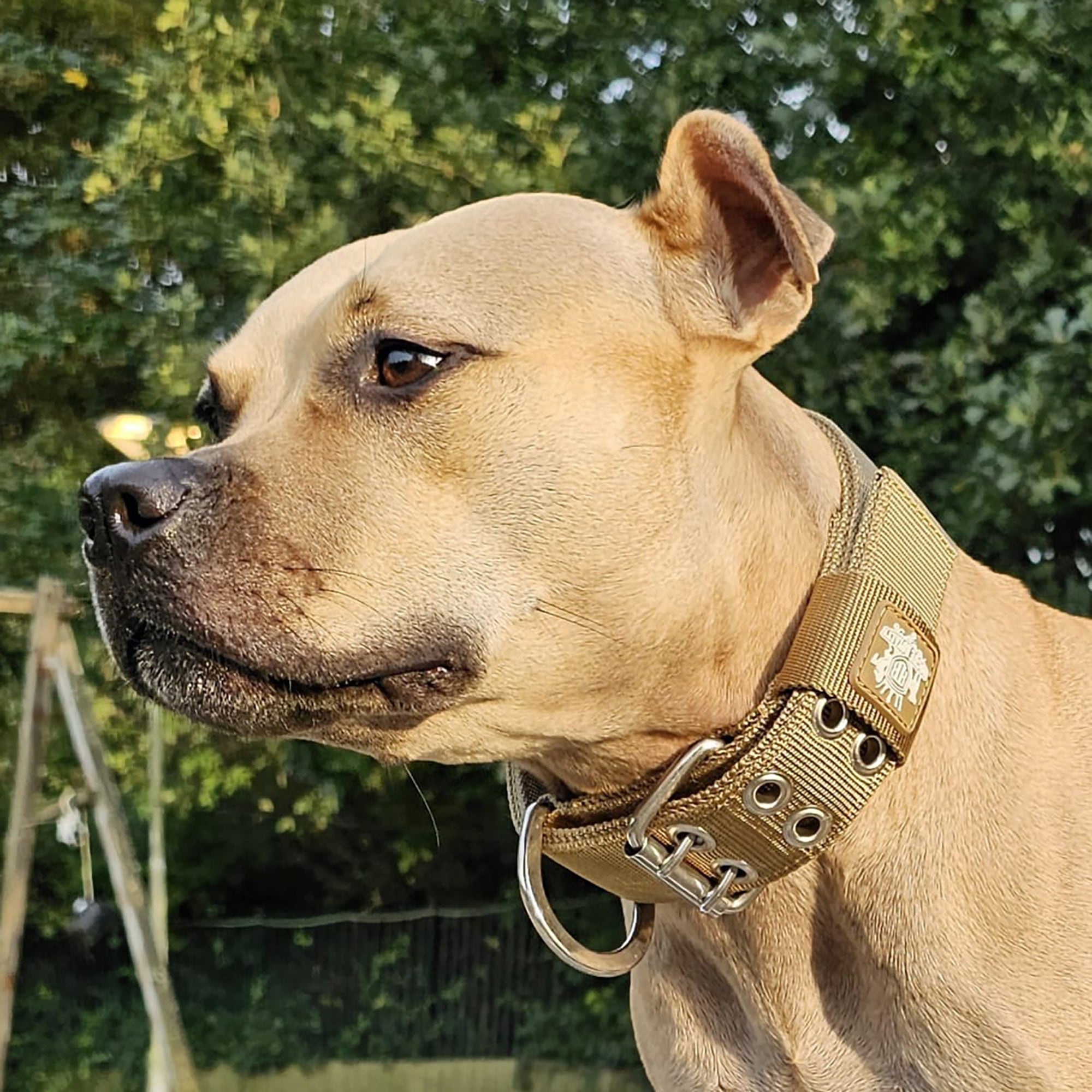 Pit Bull Anti Pull Dog Collar Best Collars For Pitbulls That Pull