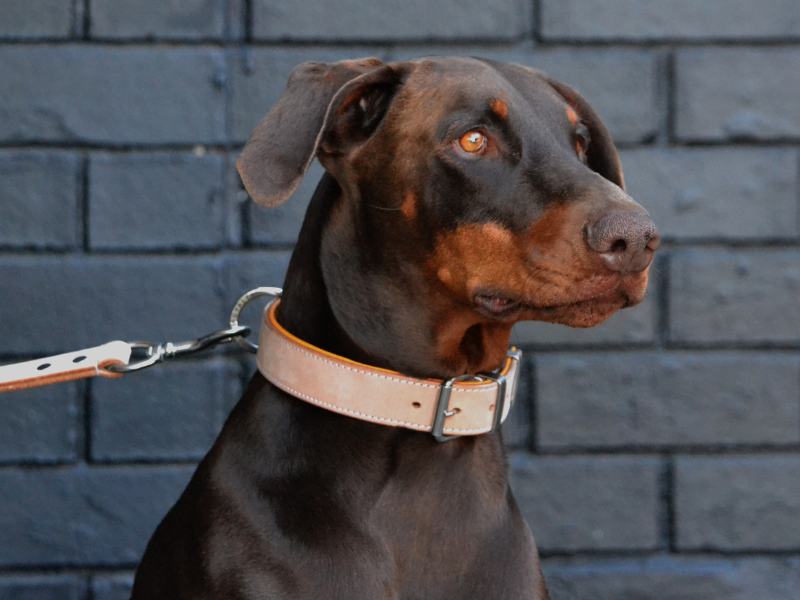 Doberman in Rogue Royalty hand made buckskin leather dog collar