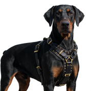 Leather Dog Harness - "Attila" Black & Brass