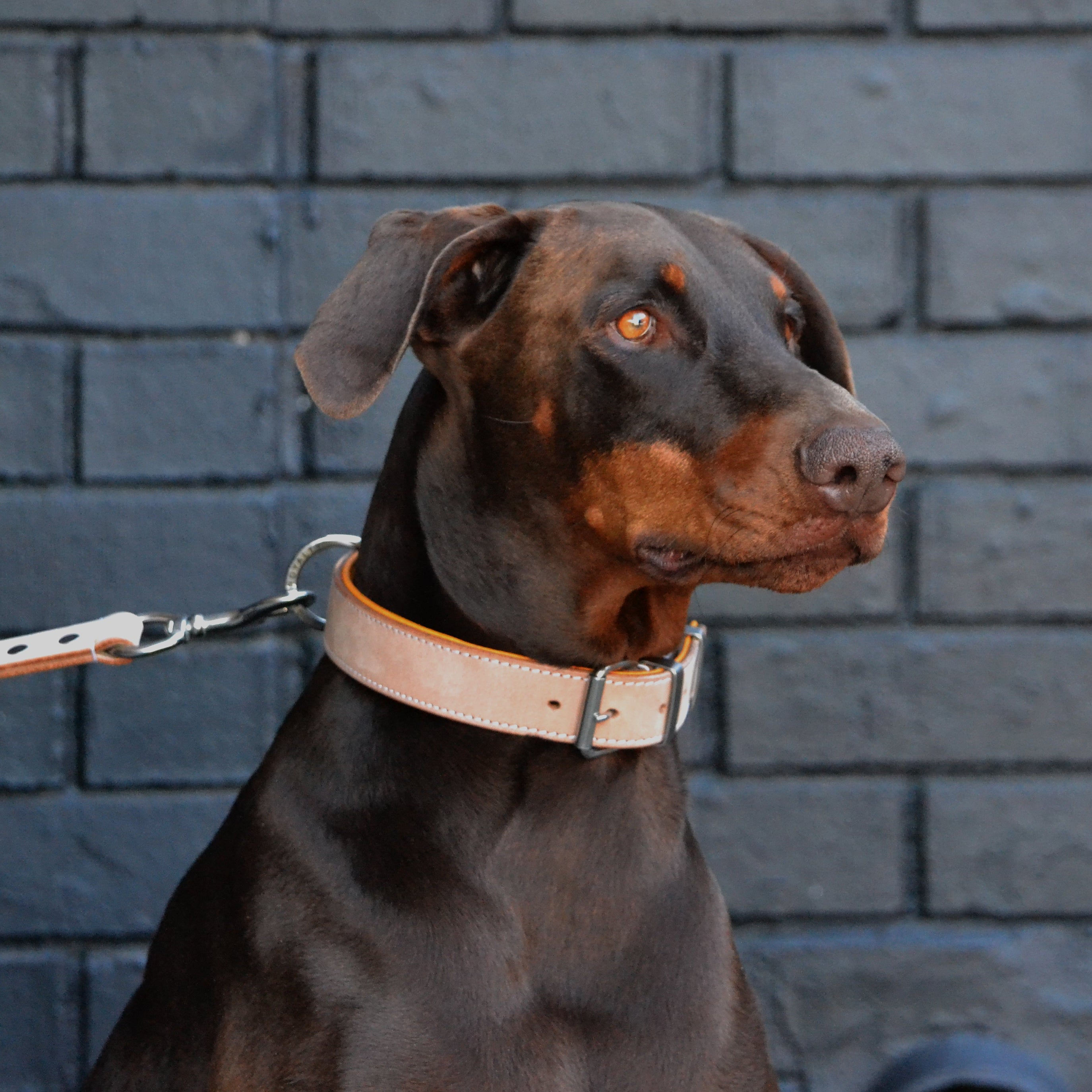 Hand Made Leather Dog Collar- Classic Buckskin & Chrome (Regular Fit)