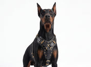 Leather Dog Harness - "Attila" Black & Brass