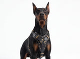 Leather Dog Harness - "Attila" Black & Brass
