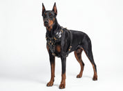 Leather Dog Harness - "Attila" Black & Brass