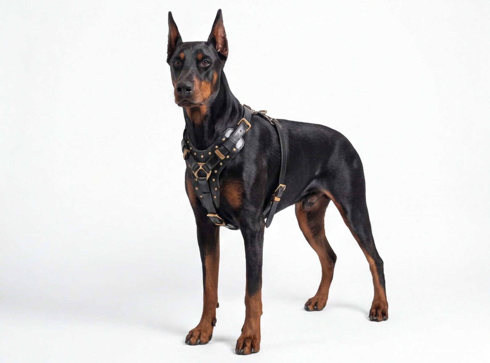 doberman-leather-harness-2.jpg
