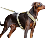 doberman-strong-dog-harness