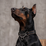 MARTINGALE COLLAR