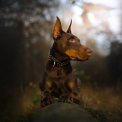 Hand made leather dog collar Ruffneck black and brass on dobermann dog