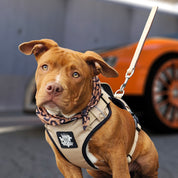 Dog Harness Active X Sahara