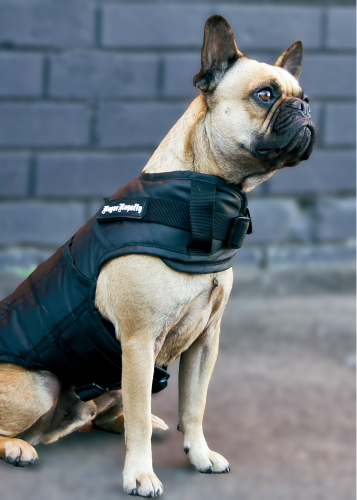 dog-jacket-3.png
