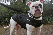 Bulldog in black Rogue Royalty Winter Dog Coat