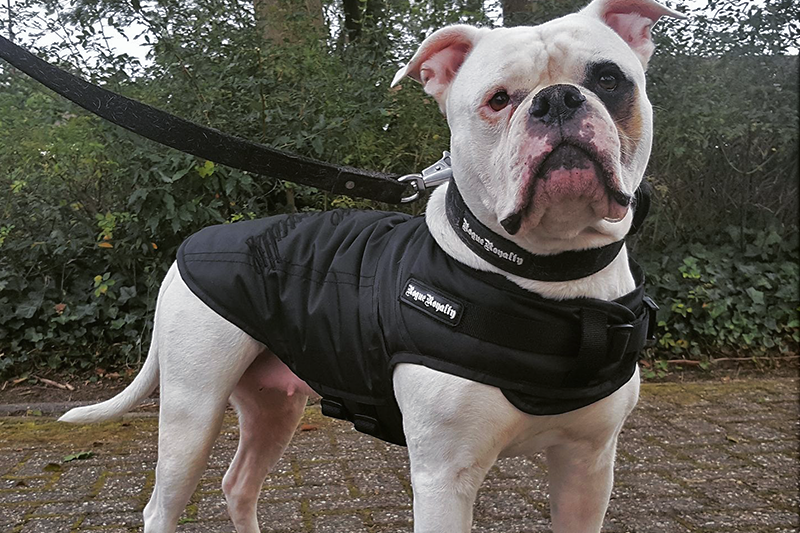 Bulldog in black Rogue Royalty Winter Dog Coat