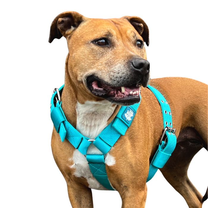 dog_harness-turquoise