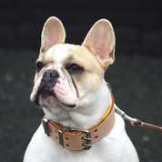 Hand Made Leather Dog Collar - Buckskin Rogue "RuffNeck" Studded (Wide Fit)