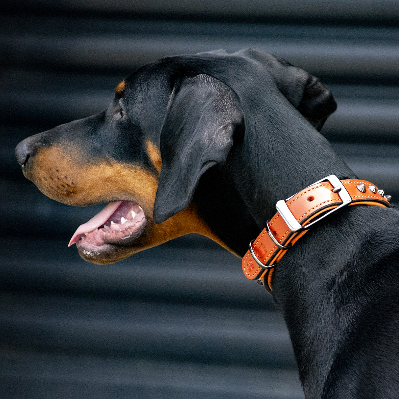 Hand Made Leather Dog Collar - Ruthless Orange & Black (Slim Fit)