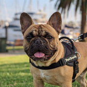 Quick Fit Harness - Black