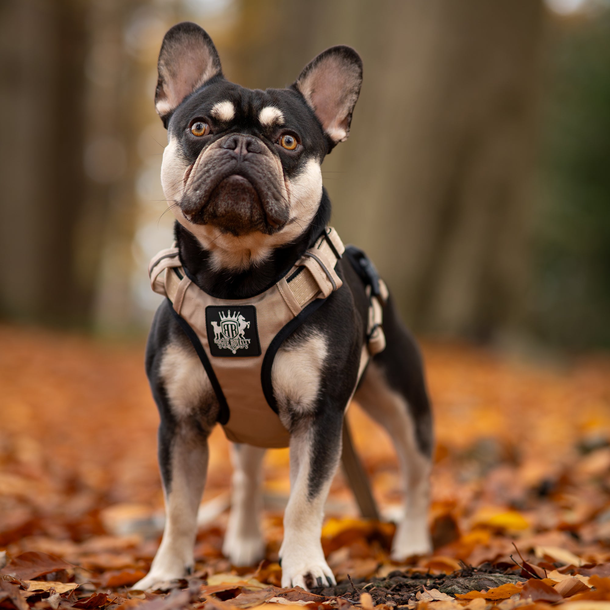 Front view of french bulldog wearing dog harness
