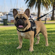 Quick Fit Harness - Black
