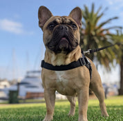 Quick Fit Harness - Black