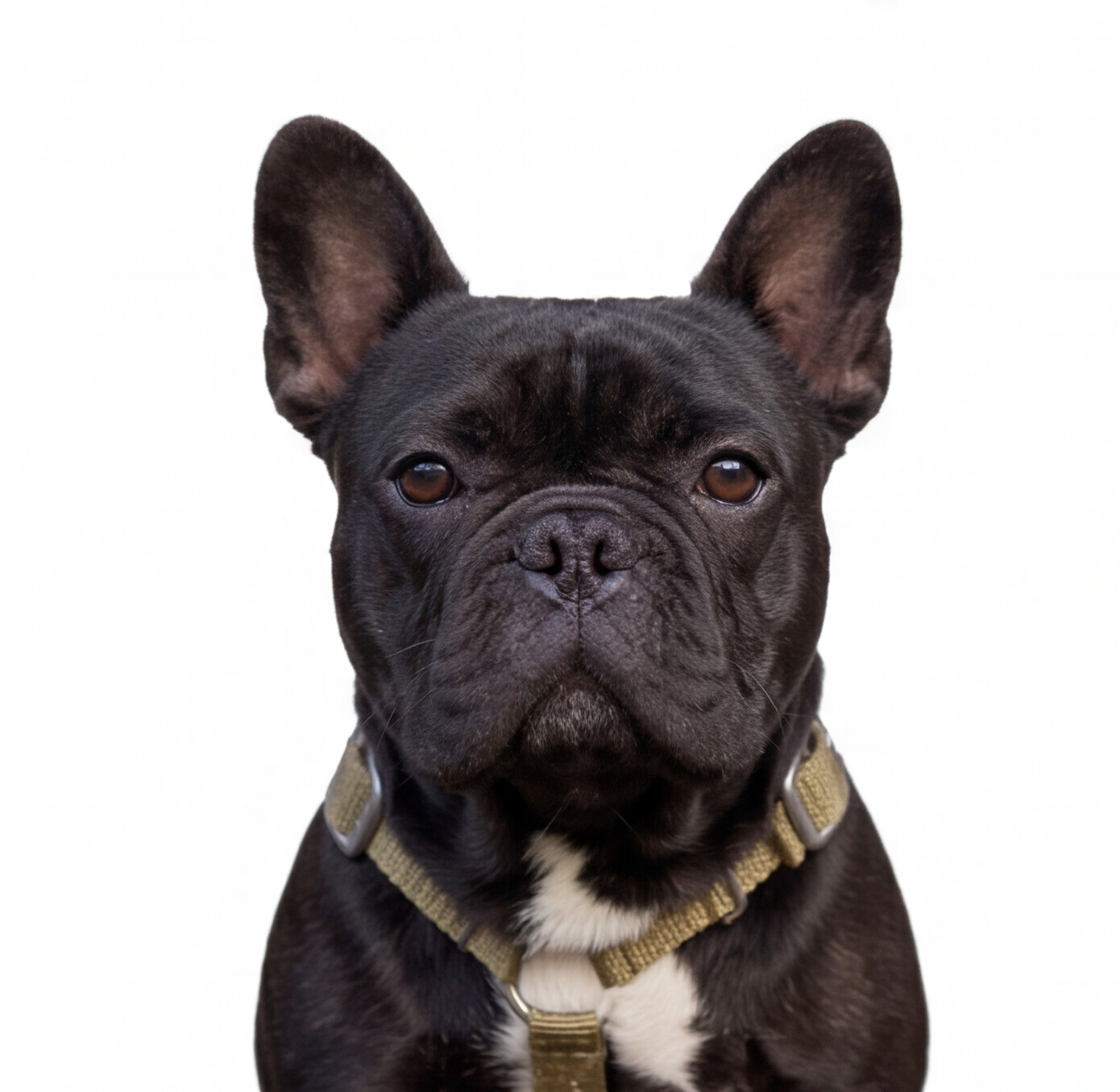 SUPATUFF® Strong Dog Harness Desert Wolf (Slim Fit)