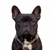 SUPATUFF® Strong Dog Harness Desert Wolf (Slim Fit)