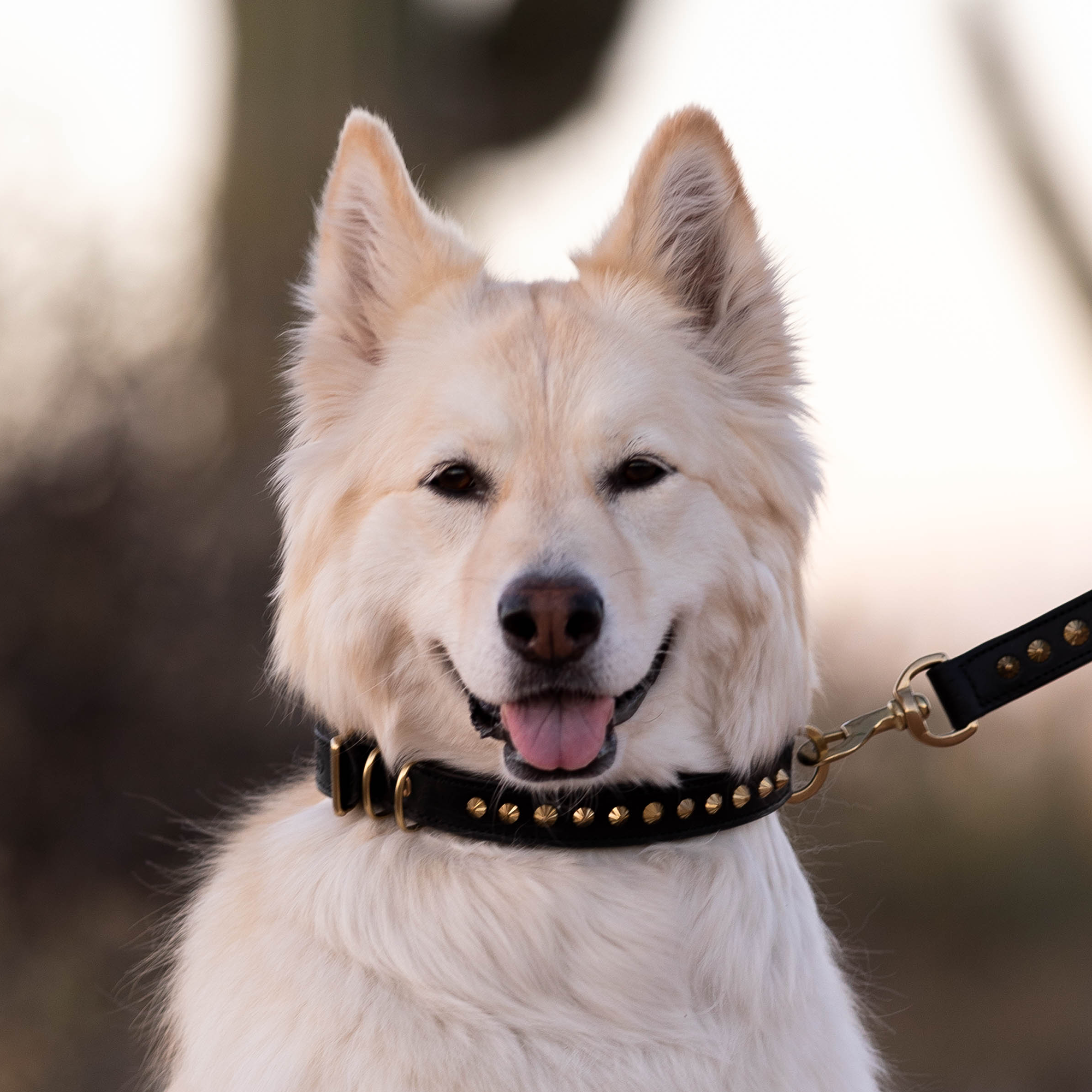 german-shepherd-dog-collar.png