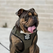 Dog Harness - Active X Green