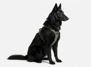Dog Harness - Active X Green
