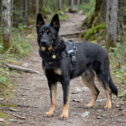 Quick Fit Harness - Black