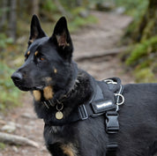 Quick Fit Harness - Black