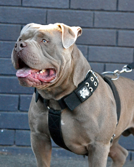 harness-bully.jpg