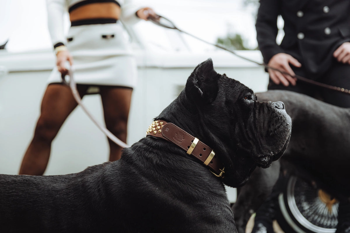 Wide Fit Dog Collars from Rogue Royalty